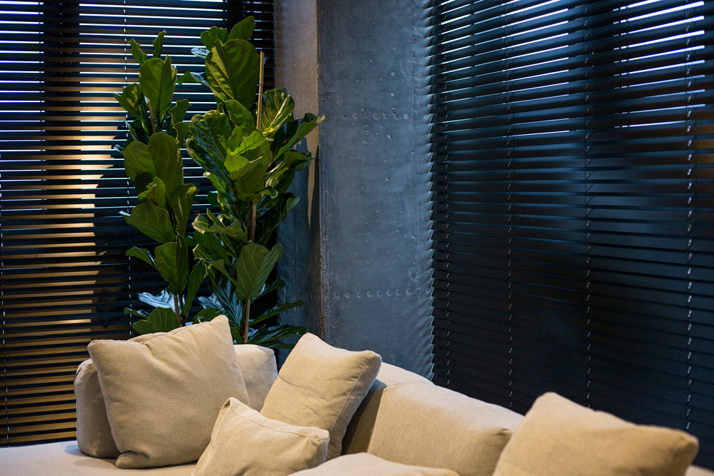 blinds vs shutters